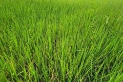 1_MICROBEBIO-FIELD-IMAGE28