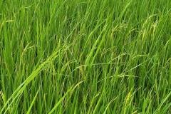 1_MICROBEBIO-FIELD-IMAGE29
