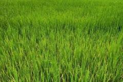 1_MICROBEBIO-FIELD-IMAGE30