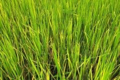 1_MICROBEBIO-FIELD-IMAGE31