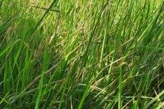 1_MICROBEBIO-FIELD-IMAGE38