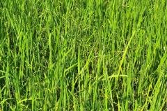 1_MICROBEBIO-FIELD-IMAGE43