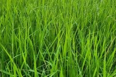 1_MICROBEBIO-FIELD-IMAGE45