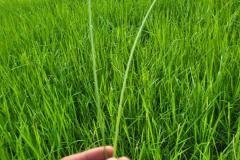 1_MICROBEBIO-FIELD-IMAGE46