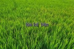 1_MICROBEBIO-FIELD-IMAGE47