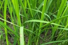 1_MICROBEBIO-FIELD-IMAGE48