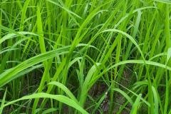1_MICROBEBIO-FIELD-IMAGE50