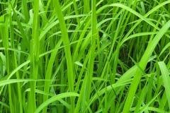 1_MICROBEBIO-FIELD-IMAGE53
