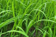 1_MICROBEBIO-FIELD-IMAGE59