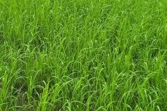 1_MICROBEBIO-FIELD-IMAGE60