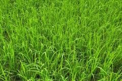 1_MICROBEBIO-FIELD-IMAGE63