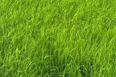 1_MICROBEBIO-FIELD-IMAGE64