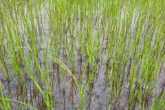 1_MICROBEBIO-FIELD-IMAGE65