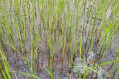 1_MICROBEBIO-FIELD-IMAGE66