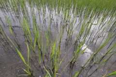 1_MICROBEBIO-FIELD-IMAGE67