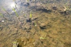 1_MICROBEBIO-FIELD-IMAGE72