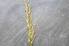 1_MICROBEBIO-FIELD-IMAGE83