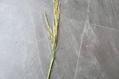 1_MICROBEBIO-FIELD-IMAGE84