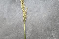 1_MICROBEBIO-FIELD-IMAGE85