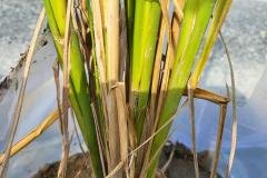 1_MICROBEBIO-FIELD-IMAGE92