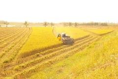 1_MICROBEBIO-FIELD-IMAGE99
