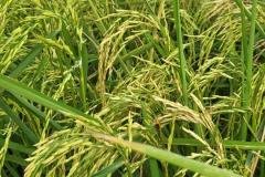 MICROBEBIO-FIELD-IMAGE120