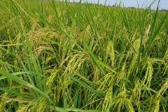 MICROBEBIO-FIELD-IMAGE121
