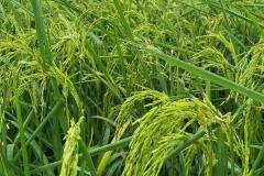 MICROBEBIO-FIELD-IMAGE128