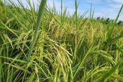 MICROBEBIO-FIELD-IMAGE133