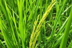 MICROBEBIO-FIELD-IMAGE134