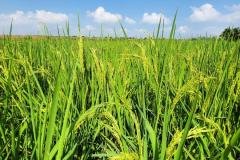 MICROBEBIO-FIELD-IMAGE135