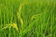MICROBEBIO-FIELD-IMAGE137