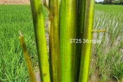 MICROBEBIO-FIELD-IMAGE140