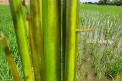 MICROBEBIO-FIELD-IMAGE141