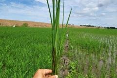 MICROBEBIO-FIELD-IMAGE143