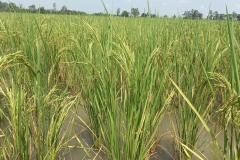 MICROBEBIO-FIELD-IMAGE151