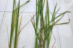MICROBEBIO-FIELD-IMAGE16