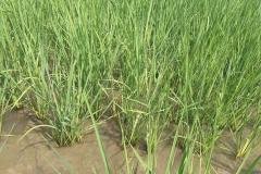 MICROBEBIO-FIELD-IMAGE166