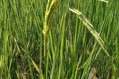 MICROBEBIO-FIELD-IMAGE169