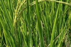 MICROBEBIO-FIELD-IMAGE171