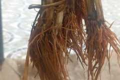 MICROBEBIO-FIELD-IMAGE174