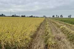 MICROBEBIO-FIELD-IMAGE176