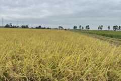 MICROBEBIO-FIELD-IMAGE177