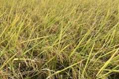 MICROBEBIO-FIELD-IMAGE178