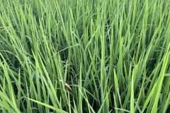 MICROBEBIO-FIELD-IMAGE180