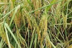 MICROBEBIO-FIELD-IMAGE185