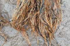 MICROBEBIO-FIELD-IMAGE196