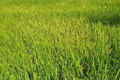 MICROBEBIO-FIELD-IMAGE41
