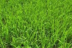 MICROBEBIO-FIELD-IMAGE55