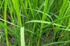 MICROBEBIO-FIELD-IMAGE57
